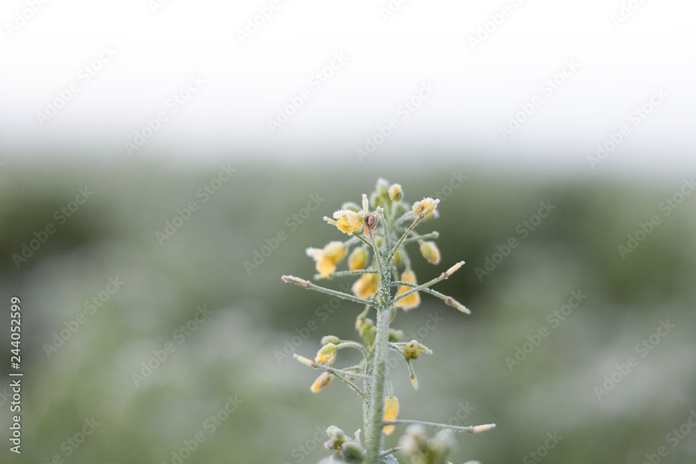 Beautiful hoarfrost on isolated rapeseed