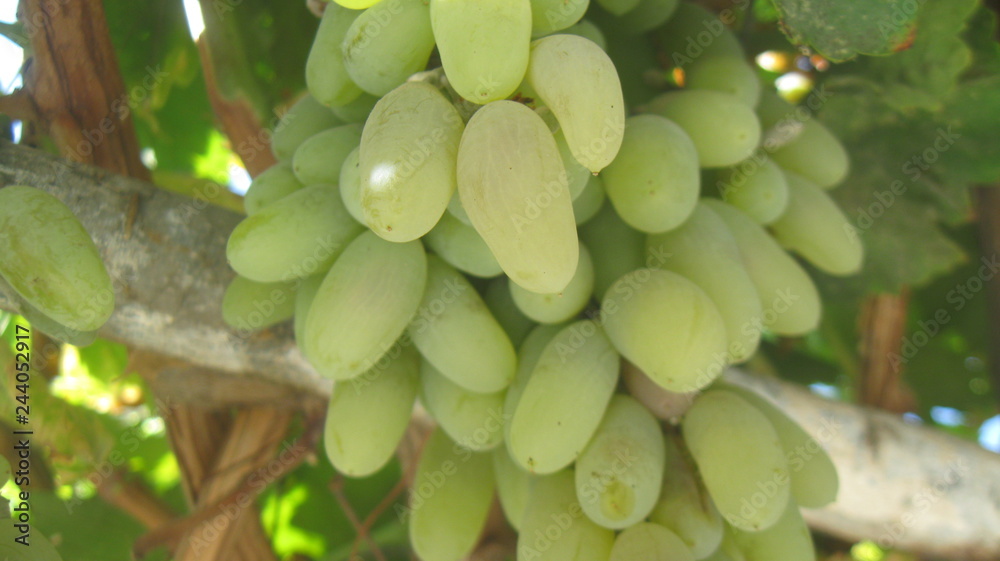 Green bunch of grapes in the garden Green bunch of grapes in the garden