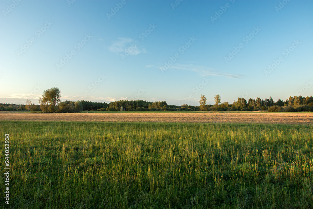 Green large meadow, forest and blue sky