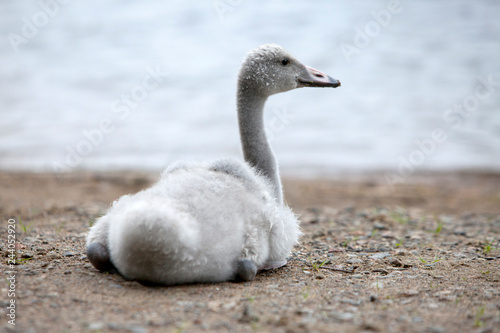 The young swan on the bank of the lake