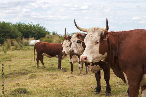 Fototapeta Naklejka Na Ścianę i Meble -  Vacas en el campo