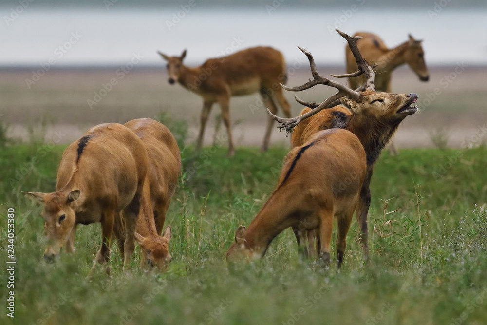 Père Davids deer or Milu Père Davids deer or Milu