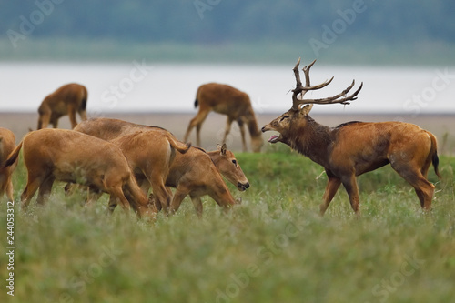 Père Davids deer or Milu herd photo