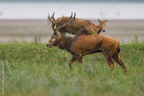 Père Davids deer or Milu photo