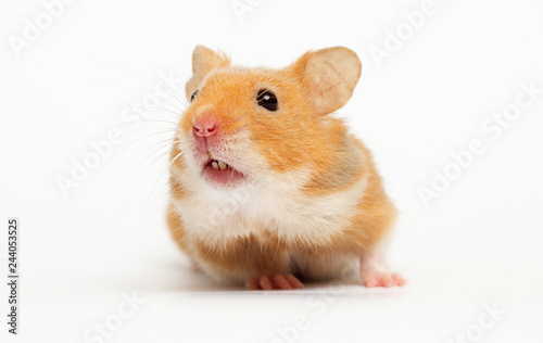 Syrian hamster looking