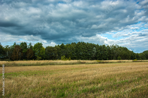 Stubble in the field  forest and dark rain clouds