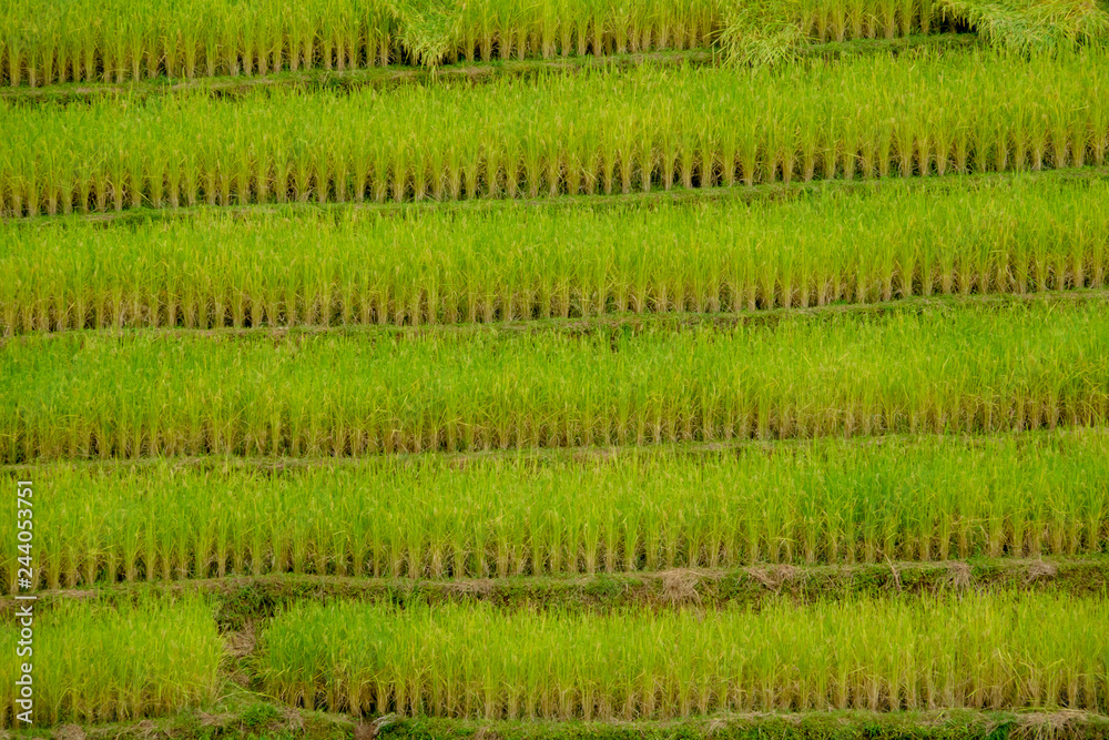 Terraced rice field in Northern Thailand Terraced rice field in Northern Thailand