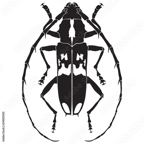 Australian Eucalyptus Longhorn - b&w edition