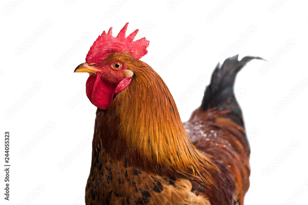 red cock on a white background