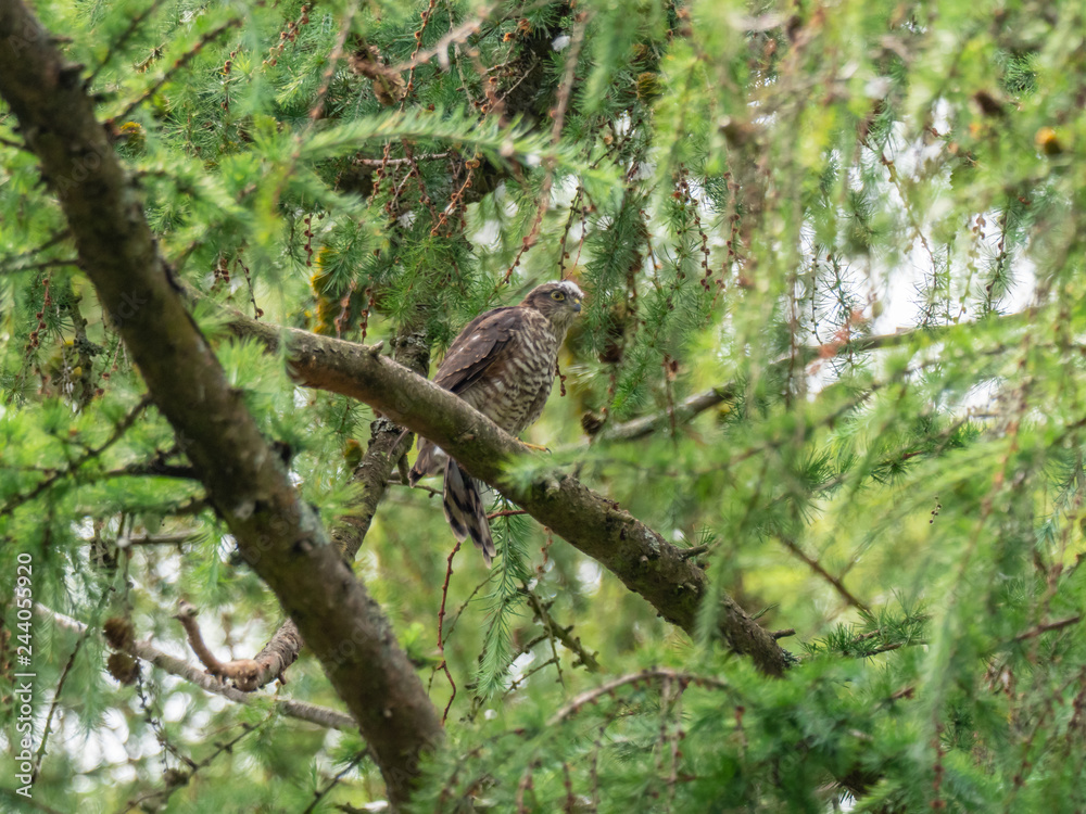 Juvenile Sparrowhawk (Accipiter nisus) on a Branch Juvenile Sparrowhawk (Accipiter nisus) on a Branch