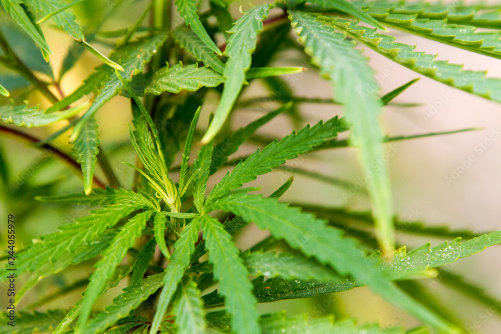 Cannabis Plant Marijuana Weed Leaf Sativa In garden Cannabis Plant Marijuana Weed Leaf Sativa In garden
