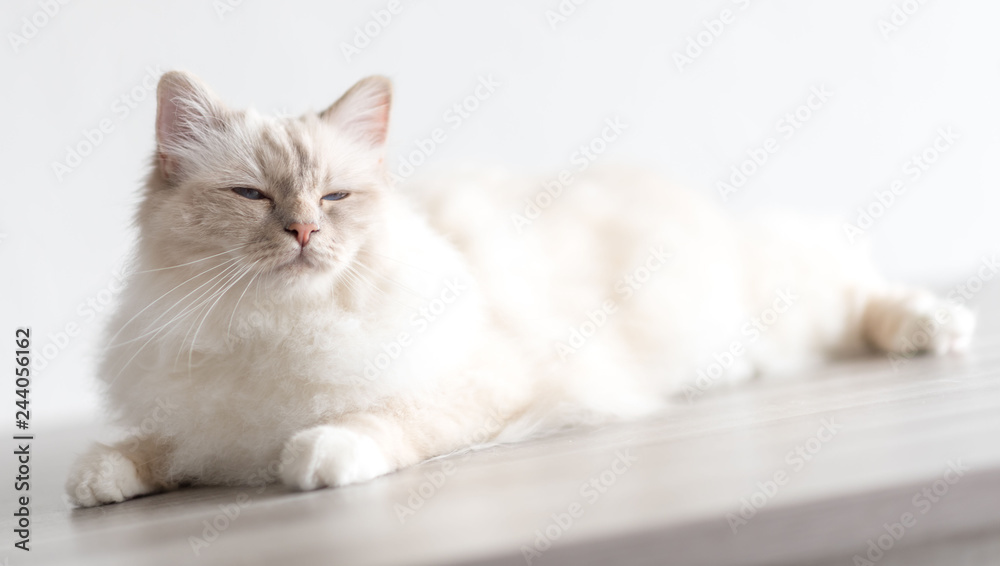 Portrait of beautiful sacred cat of burma