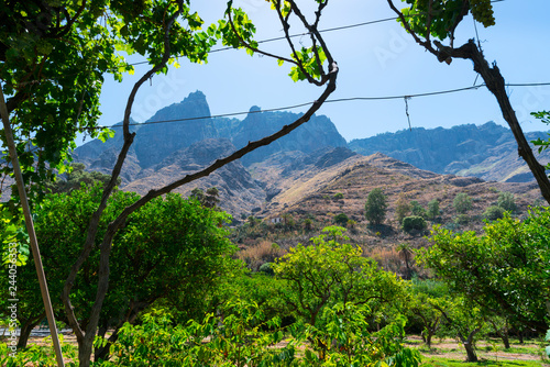 Tamadaba pine forest, Vineyard Finca La Laja, Los Berrazales, Agaete valley, Gran Canaria Island, The Canary Islands, Spain, Europe photo