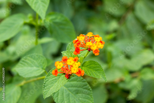 bright yellow and red tropical flowers close up on a blurred background of green leaves