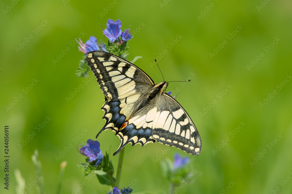 Naklejka premium Schwalbenschwanz von oben