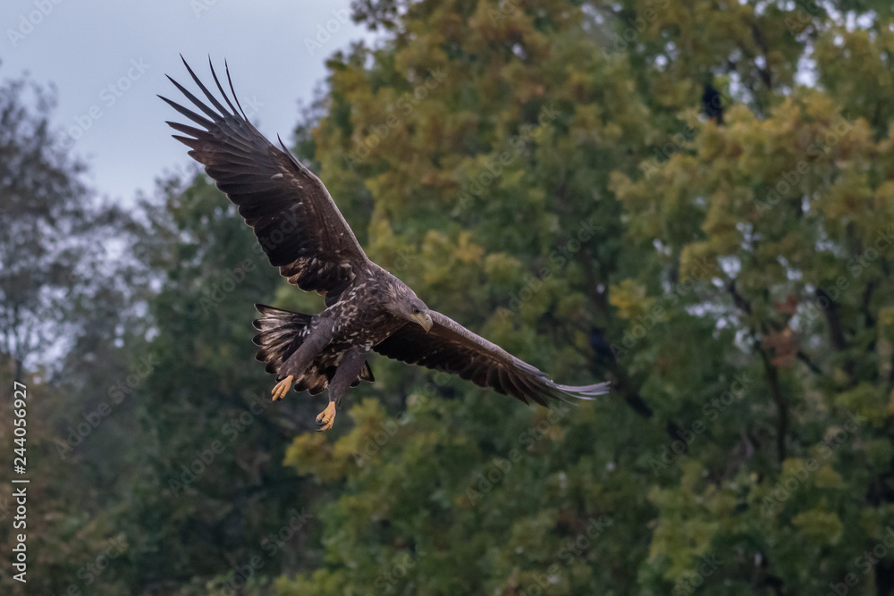 White tailed eagle (Haliaeetus albicilla) europe attack. White tailed eagle (Haliaeetus albicilla) europe attack.