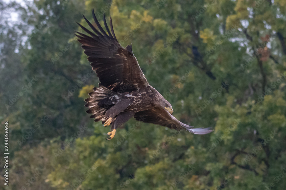 White tailed eagle (Haliaeetus albicilla) europe attack. White tailed eagle (Haliaeetus albicilla) europe attack.