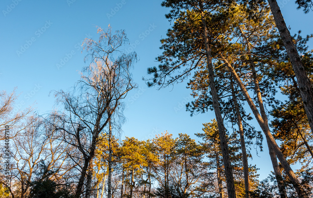 Nature background. Treetops of different trees with green and orange leaves in the woodland forest with blue sky above nature concept selective focus view from under. Tree tops and sky. Nature background. Treetops of different trees with green and orange leaves in the woodland forest with blue sky above nature concept selective focus view from under. Tree tops and sky.