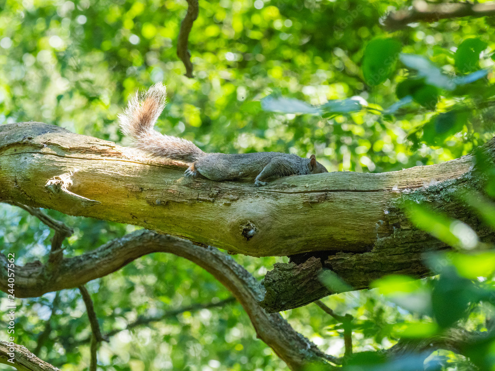 Grey Squirrel ( Sciurus carolinensis ) climbing on a tree branch