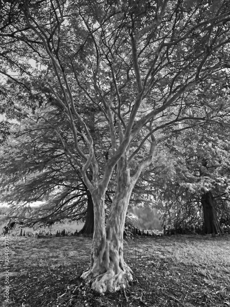 Tree With No Bark by Lake B&W