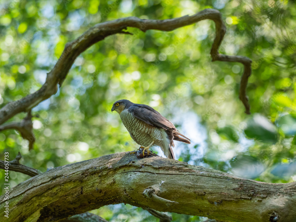 Female Sparrowhawk (Accipiter nisus) with prey Female Sparrowhawk (Accipiter nisus) with prey