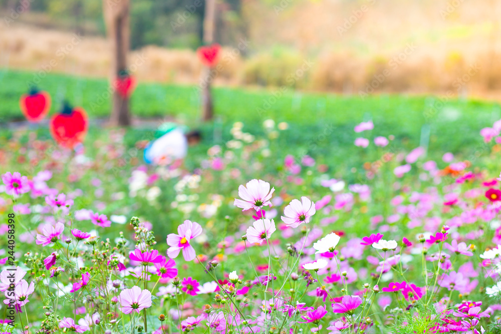 Obraz premium Pink small flower natural background.