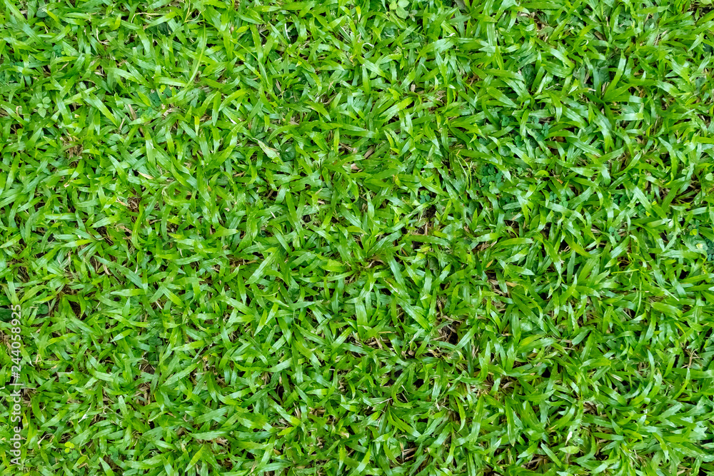 Green grass texture for background. Green lawn pattern and texture background. Green grass texture for background. Green lawn pattern and texture background.