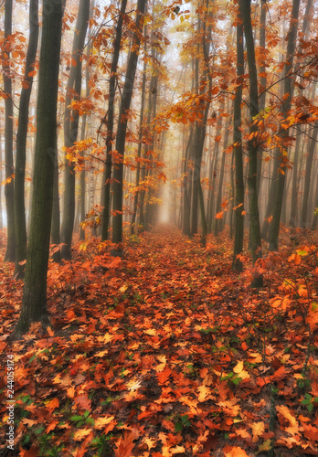 autumn forest. foggy morning in the fairy forest. picturesque morning  