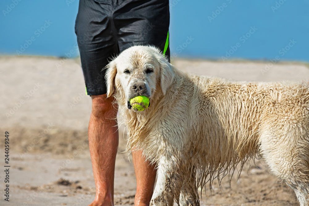 Dog catching the tennis ball in the beach waiting next to the legs of its master Dog catching the tennis ball in the beach waiting next to the legs of its master