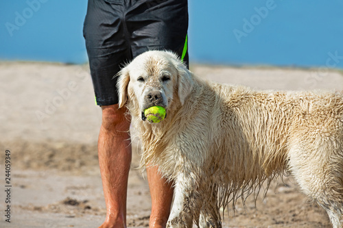 Dog catching the tennis ball in the beach waiting next to the legs of its master photo