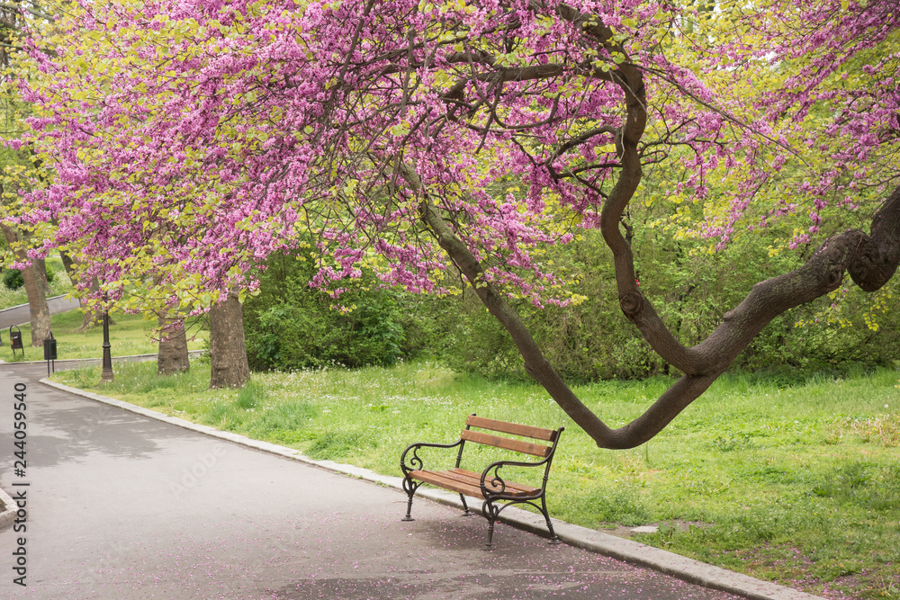Lonely bench in the park under the lilac tree. Spring concept.