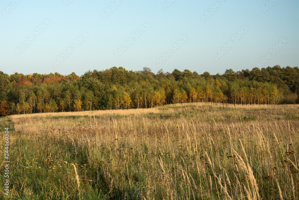 Tall grass on the meadow, autumn forest and clear sky Tall grass on the meadow, autumn forest and clear sky