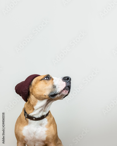 Funny dog in red hipster knit hat. Staffordshire terrier looks up at copy space, winter accessories or seasonal concept