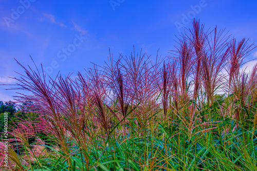 Close up on the Silver Grass (Ferner Osten) purplish flower heads in the late summer, Normandy France