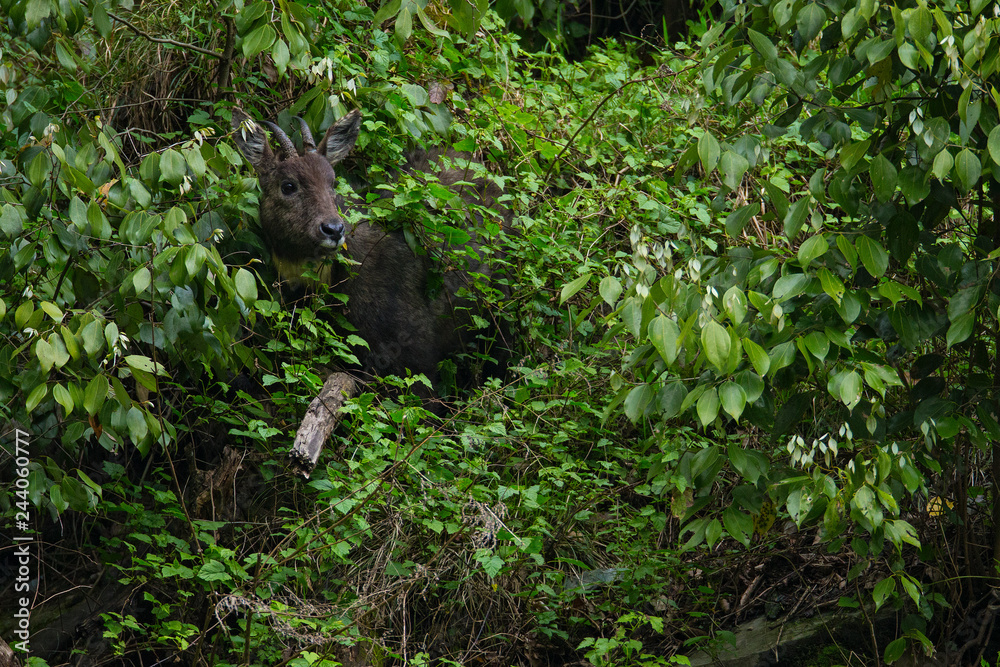 Chinese goral