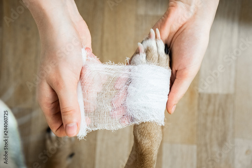 Medical treatment of pet concept: bandaging a dog's paw. Hands applying bandage on a wounded body part, dog point of view