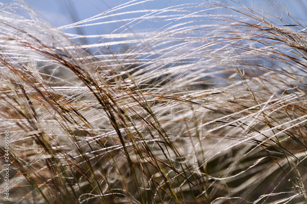 Fototapeta premium Grass in field at summer background or texture
