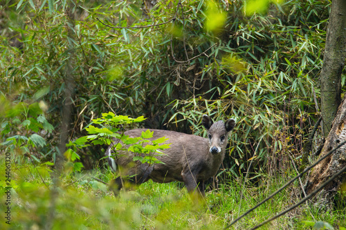 Tufted deer