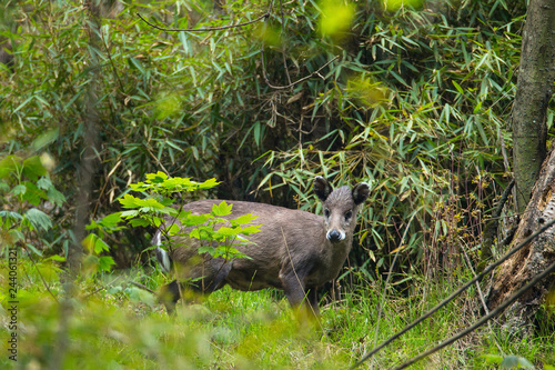 Tufted deer