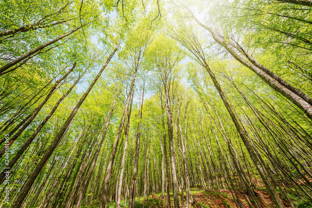 Spring view of the trees in the deep mountain forest. Spring view of the trees in the deep mountain forest.