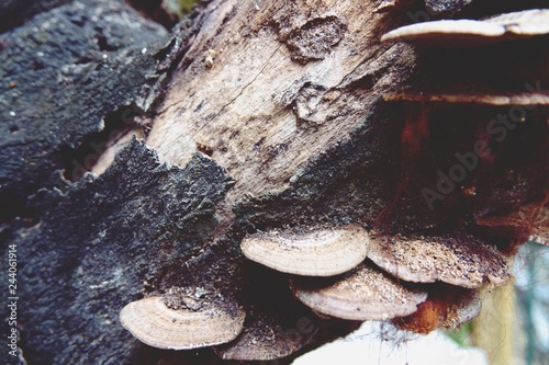 Nature Logs Wood Mushrooms close-up