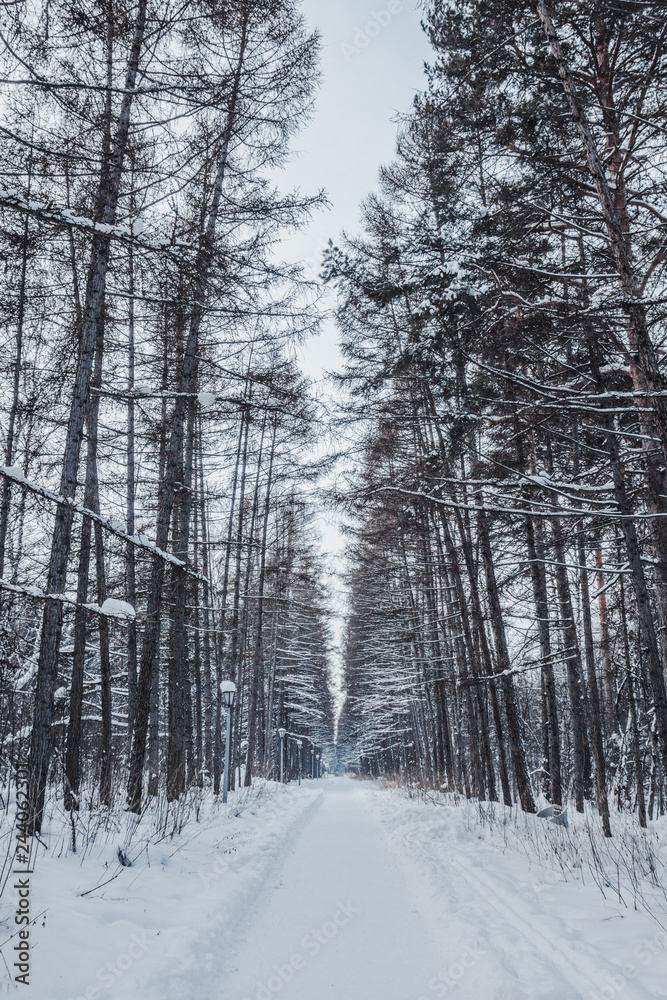 Beautiful winter in pine forest. Winter lanscape. Beautiful winter in pine forest. Winter lanscape.