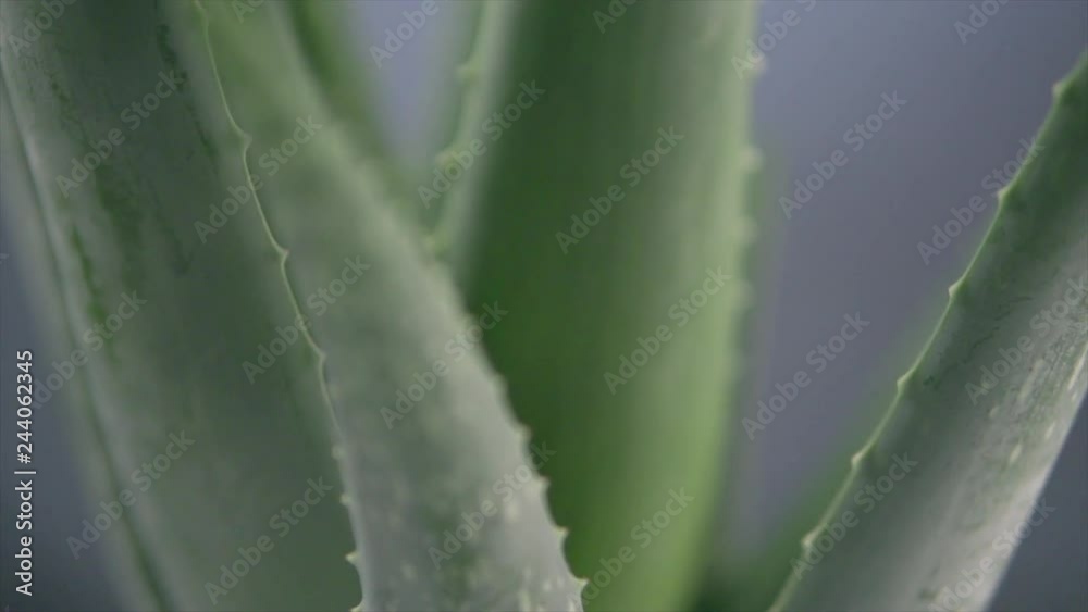 Aloe Vera closeup. Aloevera plant on grey background. Natural organic renewal cosmetics, alternative medicine. Skincare concept. Slow motion 4K UHD video footage. 3840X2160 Aloe Vera closeup. Aloevera plant on grey background. Natural organic renewal cosmetics, alternative medicine. Skincare concept. Slow motion 4K UHD video footage. 3840X2160