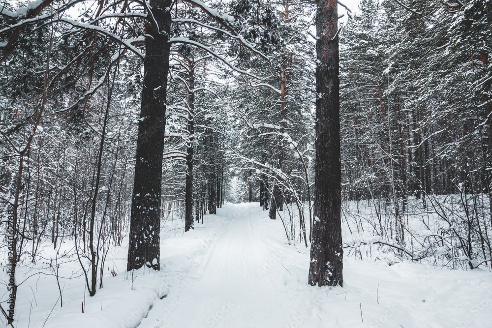 Fototapeta premium Beautiful winter in pine forest. Winter lanscape.