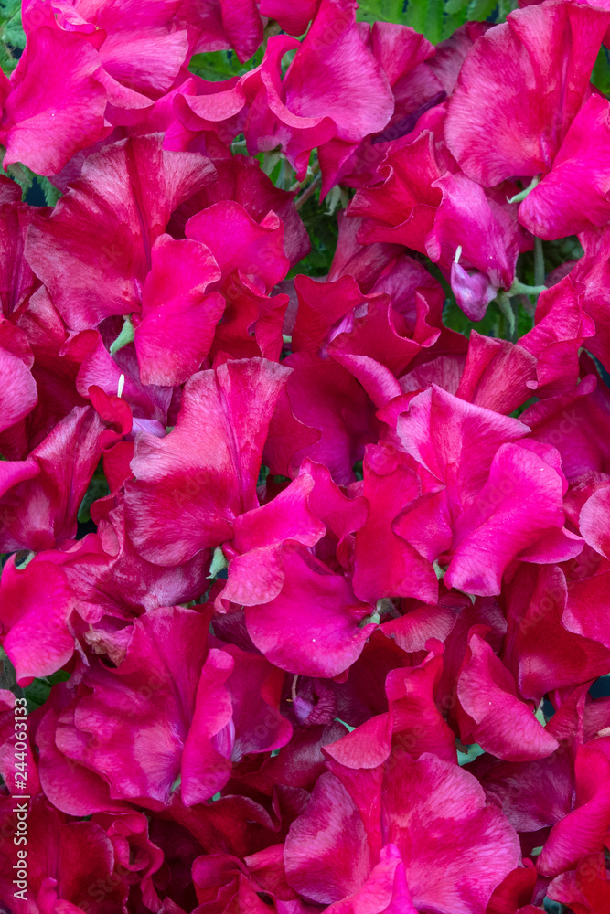 sweet pea Henry Thomas (Lathyrus oderatus)