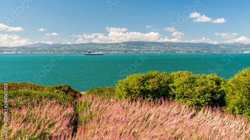 Photography Summer landscape of the turquoise Irish Sea with purple wildflowers in the foreground and green hills in the background on a beautiful blue sky day