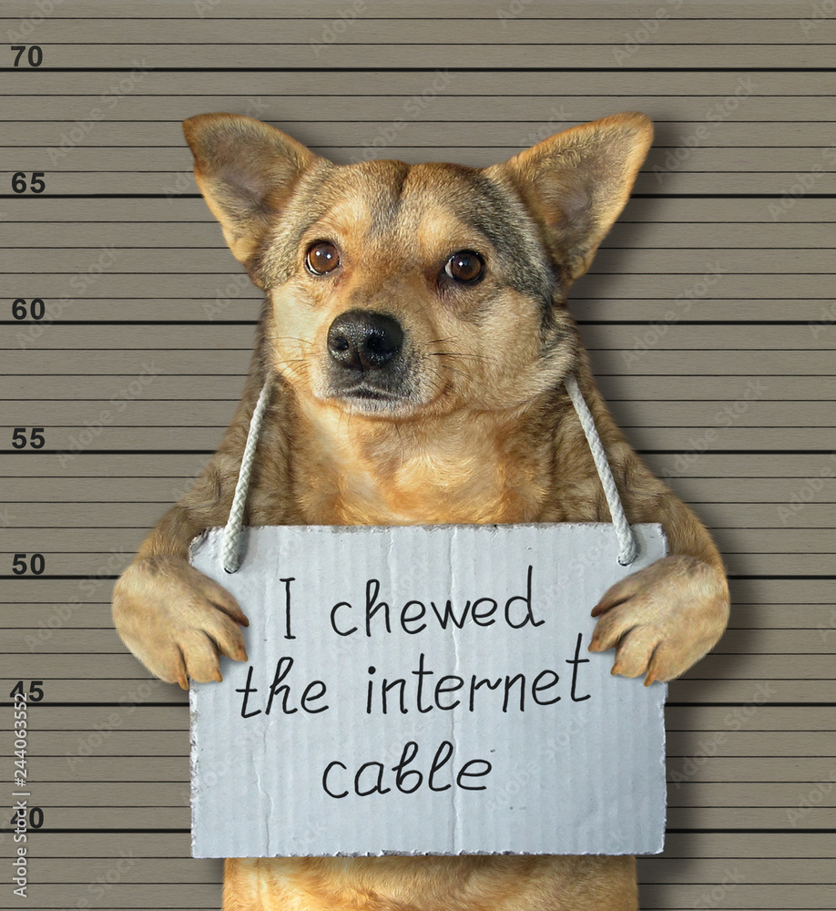 Dog Getting Internet The bad dog chewed the internet cable. He arrested by the police for ...