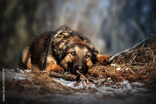 german shepherd dog puppy winter walk beautiful portrait