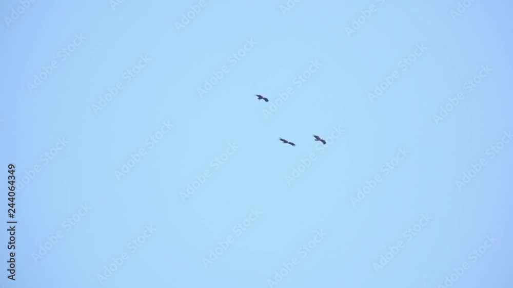 Huge vulture in flight,low angle view.
Three Himalayan griffon soaring side by side in clear blue sky with fully wingspan in the morning light,HD slow motion .
Huge vulture in flight,low angle view.
Three Himalayan griffon soaring side by side in clear blue sky with fully wingspan in the morning light,HD slow motion .