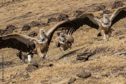 Vultures in mountain landscape photo